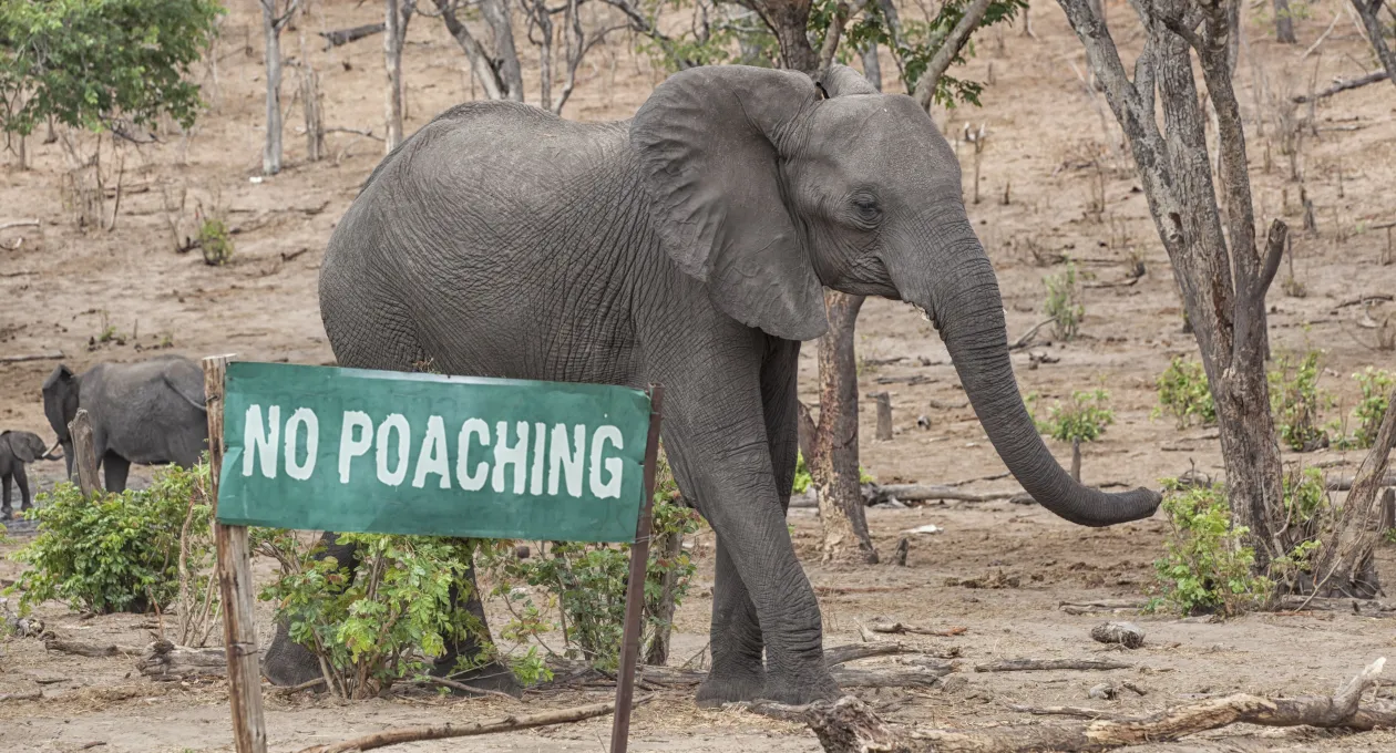An elephant stands beside a green sign that reads “NO POACHING” in a dry, wooded landscape, with other elephants visible in the background.