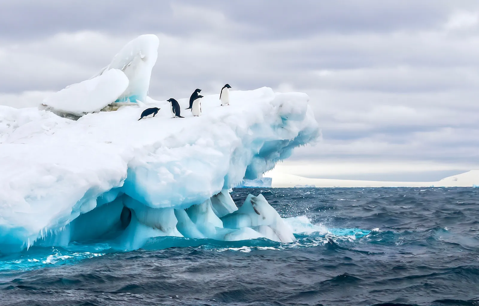 An Antarctica nature scene, with a group of five Adelie penguins on a floating iceberg in the icy cold waters of the Weddell Sea, near the Tabarin Peninsula, Antarctica.