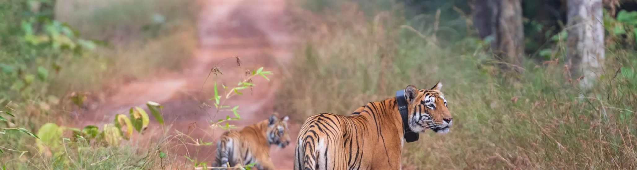 Tiger from the woods of India