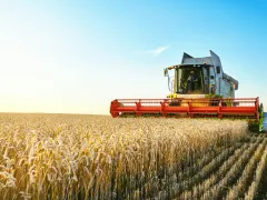 A large combine harvester moves through a golden wheat field under a clear blue sky, cutting and collecting crops in neat rows.