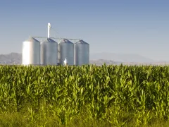 Corn crop with farm silos and mountains in background