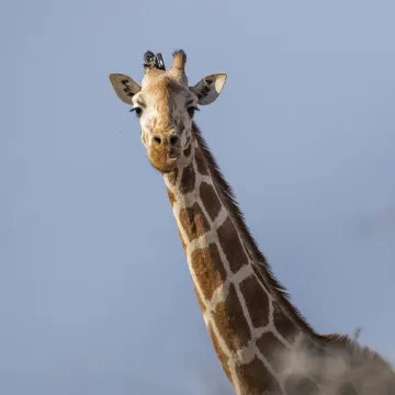 Threatened species - giraffe