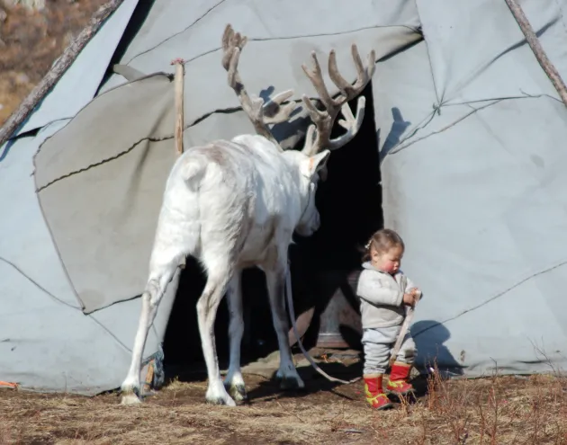 Deer and a child stand outside of shelter in Mongolia 