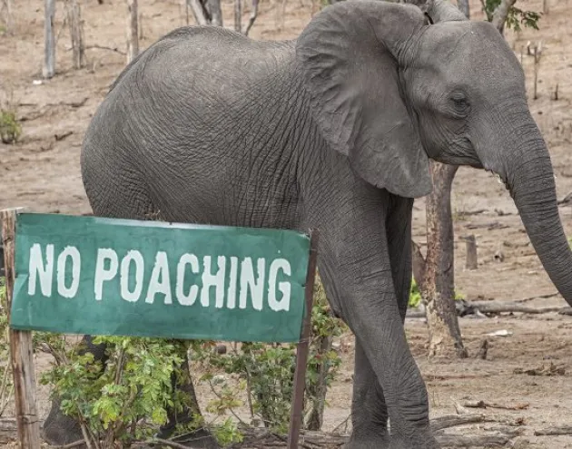Elephant standing in front of a No Poaching sign in Africa