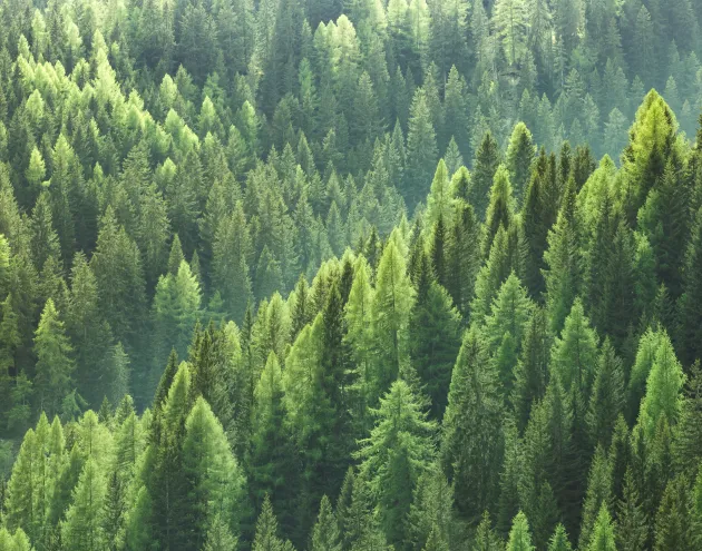 green pine trees