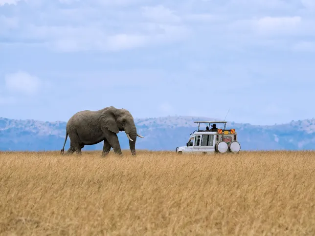 A large elephant walks through tall golden grass on an open plain, facing a white safari vehicle with people observing from the roof against a backdrop of distant hills and a partly cloudy blue sky.