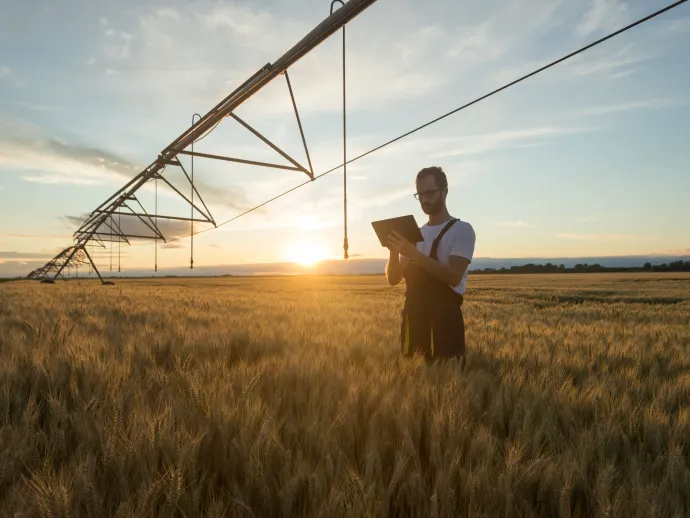 Serious young Caucasian farmer or agronomist standing in ripe wheat field beneath center pivot irrigation system and using a tablet at sunset