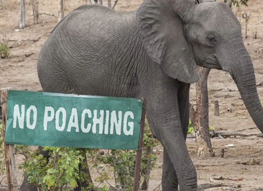 Elephant standing in front of a No Poaching sign in Africa