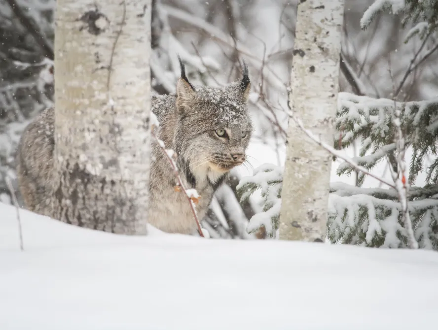 Canadian lynx in the wild