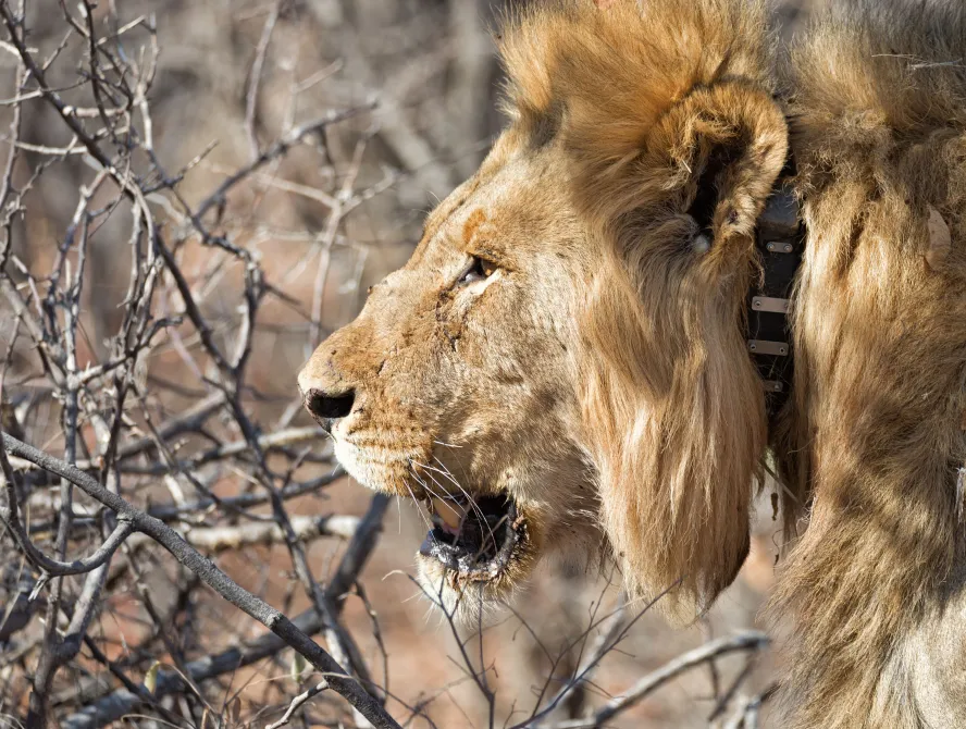 A male lion wearing a tracking collar stands among dry branches, its mouth slightly open as it looks ahead in a sunlit, arid environment.