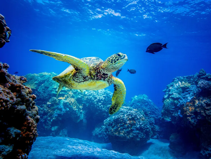 Sea turtle swimming through the ocean with coral reef