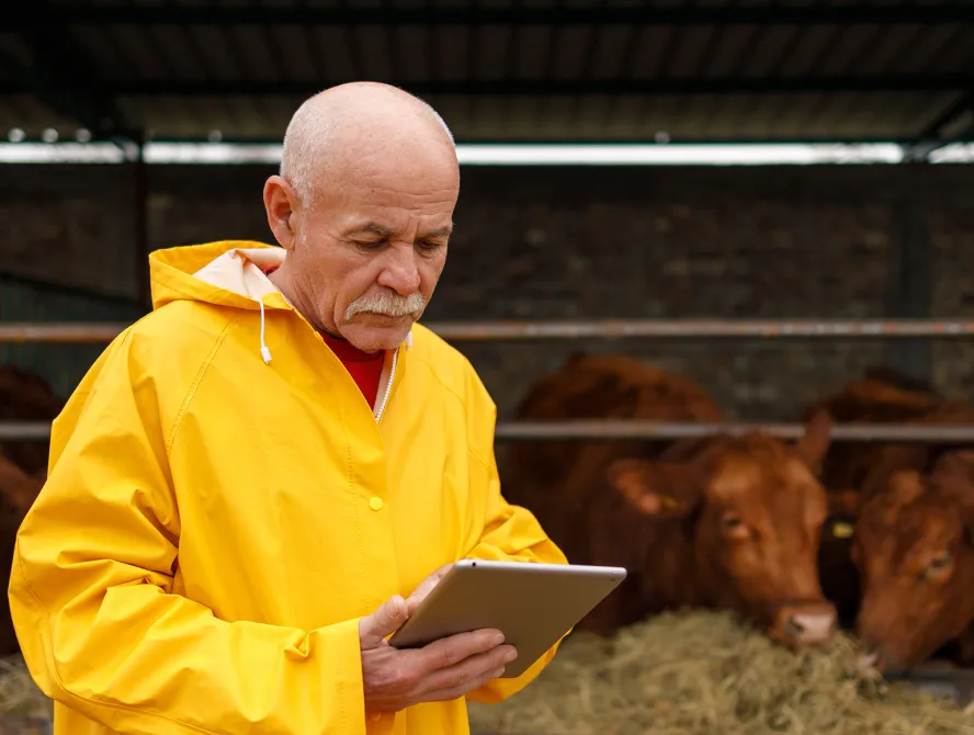 Kettle farmer checking IoT dashboard