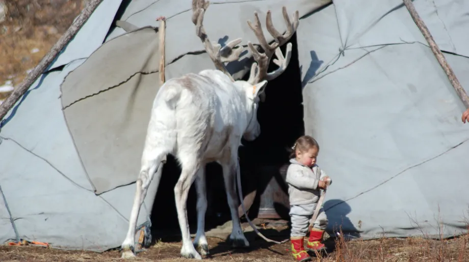 Deer and a child stand outside of shelter in Mongolia 