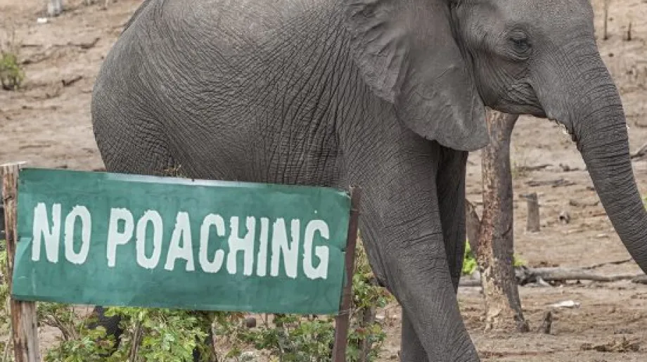 Elephant standing in front of a No Poaching sign in Africa
