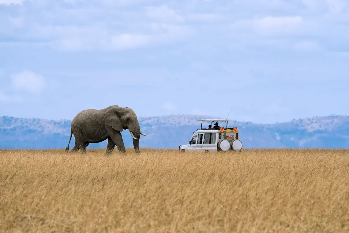 A large elephant walks through tall golden grass on an open plain, facing a white safari vehicle with people observing from the roof against a backdrop of distant hills and a partly cloudy blue sky.