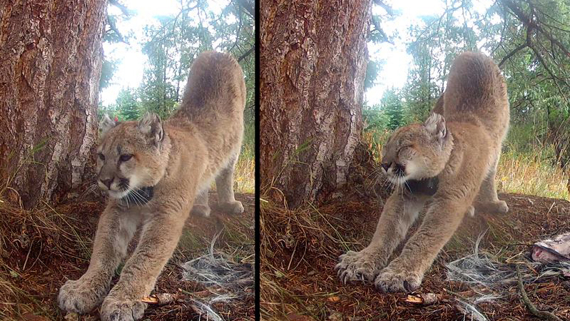 Where the Wild Cats Are: Tracking Cougars with Iridium® Technology