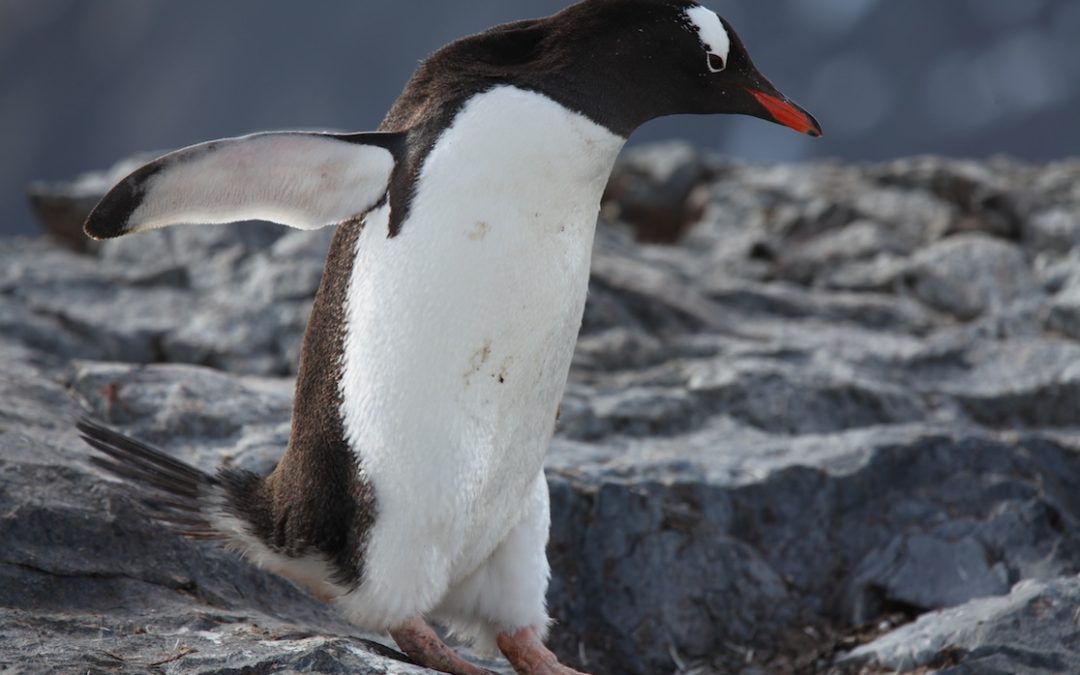 Helping to Monitor Penguins Remotely in Antarctica