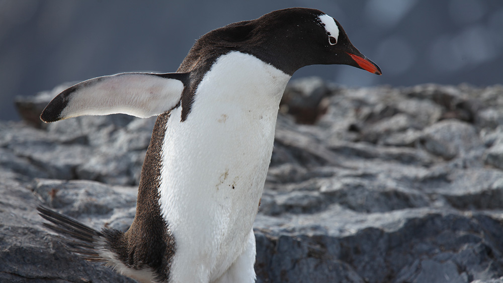 Iridium Helps Monitor and Protect Rare Species Around the Globe