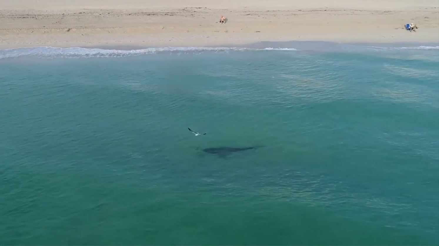 A shark is spotted from above swimming dangerously close to the shore.