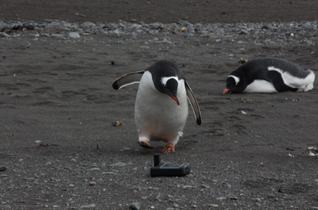 Iridium GO! with a Penguin in Antarctica
